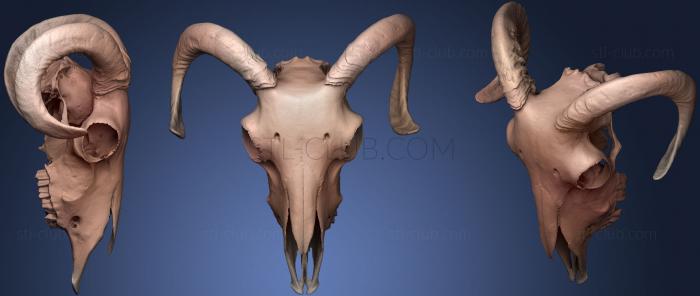 3D модель Кость из козьей головы (STL)